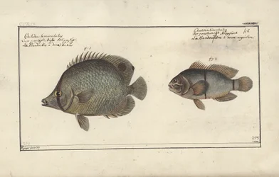 Chaetodon ocellatus, vor 1790